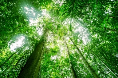 green-bond